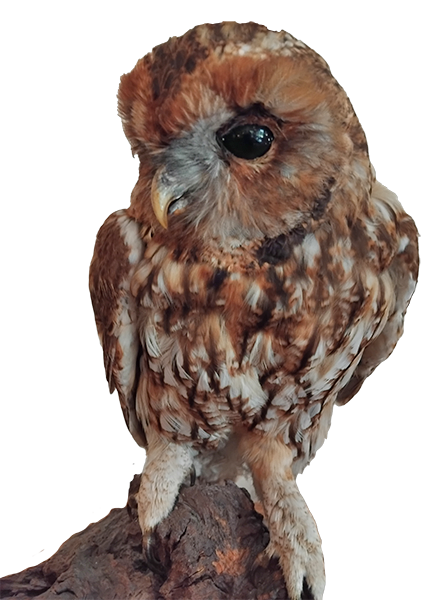 owl